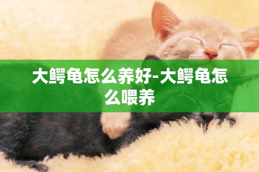 大鱷龜怎么養好-大鱷龜怎么喂養