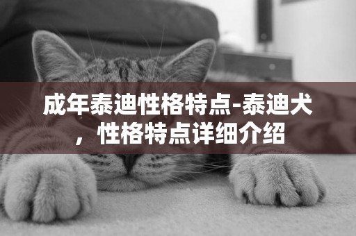 成年泰迪性格特點-泰迪犬，性格特點詳細介紹
