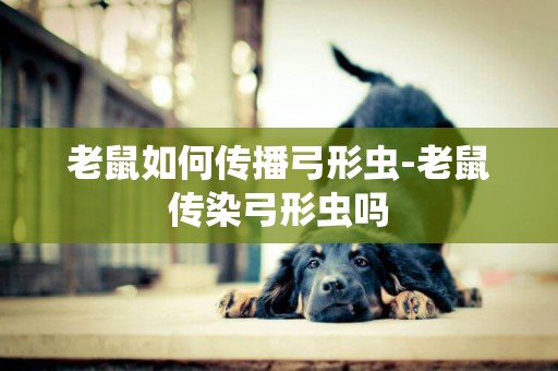 老鼠如何傳播弓形蟲-老鼠傳染弓形蟲嗎