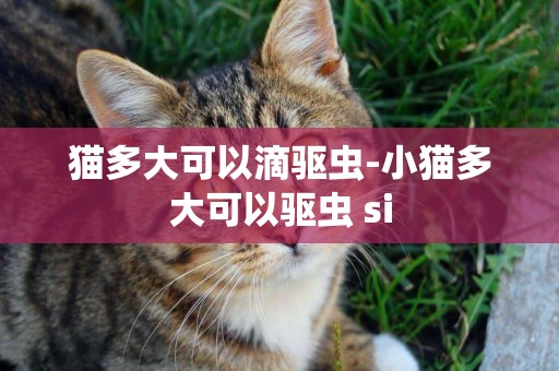 貓多大可以滴驅蟲-小貓多大可以驅蟲 si