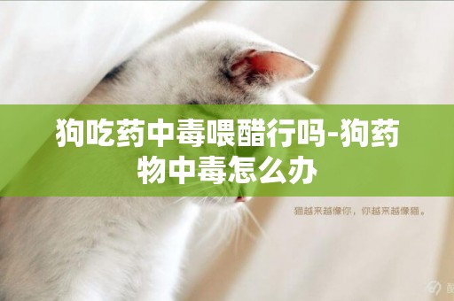 狗吃藥中毒喂醋行嗎-狗藥物中毒怎么辦