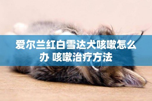 愛爾蘭紅白雪達犬咳嗽怎么辦 咳嗽治療方法