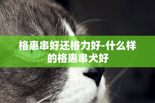 格惠串好還格力好-什么樣的格惠串犬好