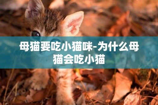 母貓要吃小貓咪-為什么母貓會吃小貓