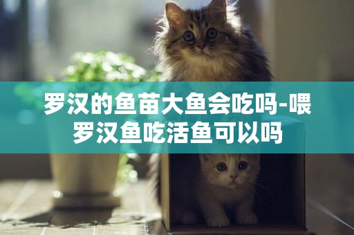 羅漢的魚苗大魚會吃嗎-喂羅漢魚吃活魚可以嗎