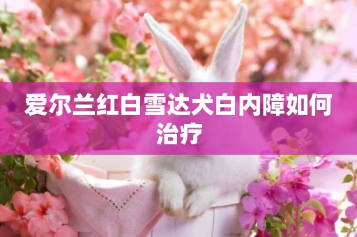 愛爾蘭紅白雪達犬白內障如何治療
