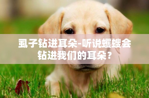 虱子鉆進耳朵-聽說蠼螋會鉆進我們的耳朵？