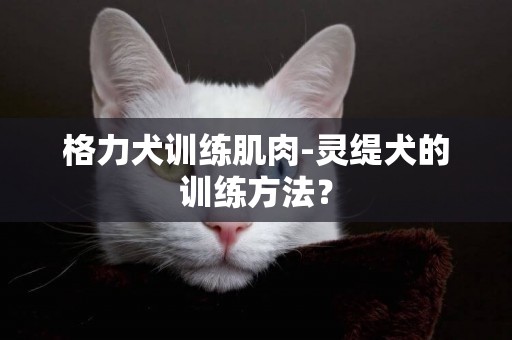 格力犬訓練肌肉-靈緹犬的訓練方法？