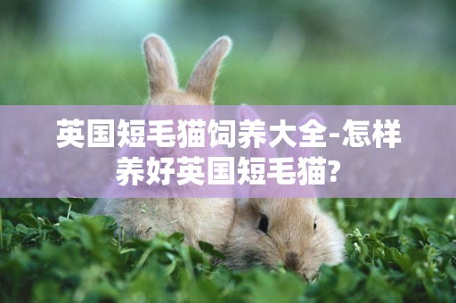 英國短毛貓飼養大全-怎樣養好英國短毛貓?