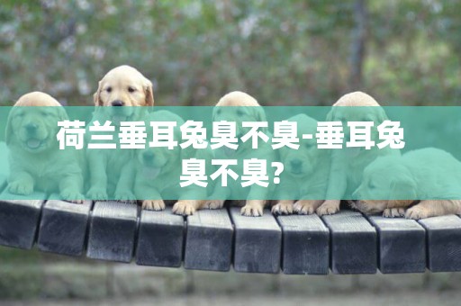 荷蘭垂耳兔臭不臭-垂耳兔臭不臭?