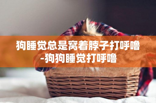 狗睡覺總是窩著脖子打呼嚕-狗狗睡覺打呼嚕