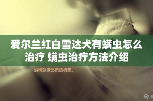 愛爾蘭紅白雪達犬有螨蟲怎么治療 螨蟲治療方法介紹