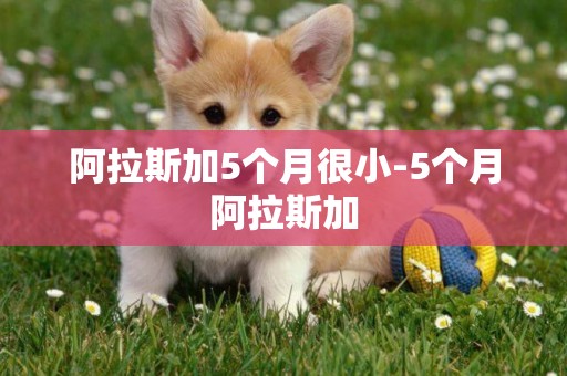 阿拉斯加5個月很小-5個月阿拉斯加