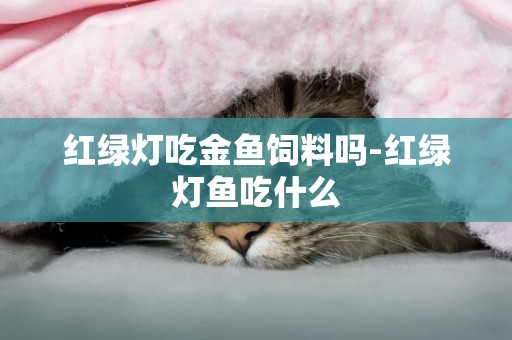 紅綠燈吃金魚飼料嗎-紅綠燈魚吃什么