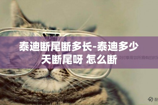泰迪斷尾斷多長-泰迪多少天斷尾呀 怎么斷
