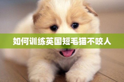 如何訓練英國短毛貓不咬人