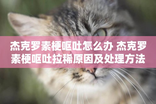 杰克羅素梗嘔吐怎么辦 杰克羅素梗嘔吐拉稀原因及處理方法