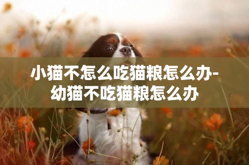 小貓不怎么吃貓糧怎么辦-幼貓不吃貓糧怎么辦