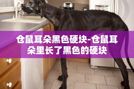 倉鼠耳朵黑色硬塊-倉鼠耳朵里長了黑色的硬塊