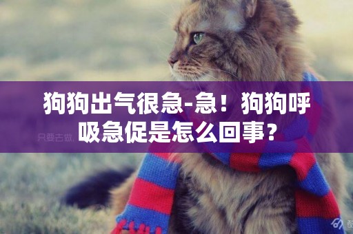 狗狗出氣很急-急！狗狗呼吸急促是怎么回事？