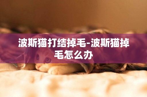 波斯貓打結掉毛-波斯貓掉毛怎么辦