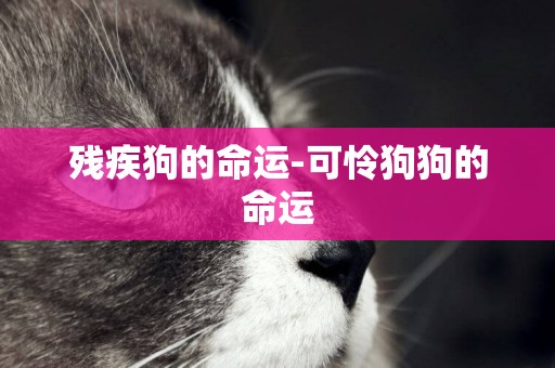 殘疾狗的命運-可憐狗狗的命運