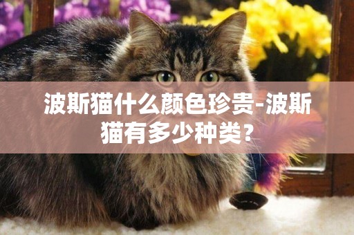 波斯貓什么顏色珍貴-波斯貓有多少種類？