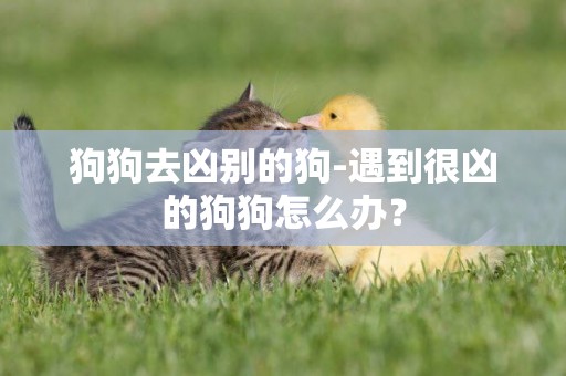 狗狗去兇別的狗-遇到很兇的狗狗怎么辦？