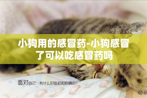 小狗用的感冒藥-小狗感冒了可以吃感冒藥嗎