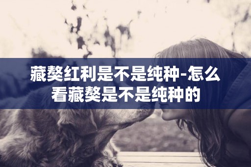 藏獒紅利是不是純種-怎么看藏獒是不是純種的