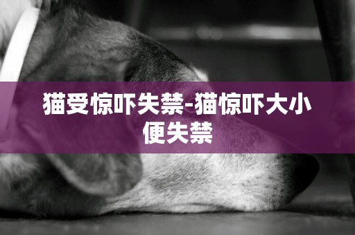 貓受驚嚇失禁-貓驚嚇大小便失禁