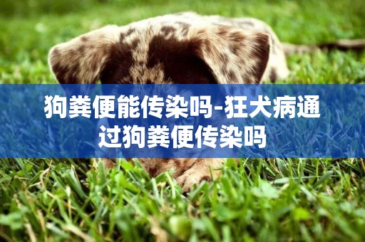 狗糞便能傳染嗎-狂犬病通過狗糞便傳染嗎
