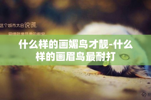什么樣的畫媚鳥才靚-什么樣的畫眉鳥最耐打