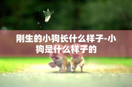 剛生的小狗長什么樣子-小狗是什么樣子的