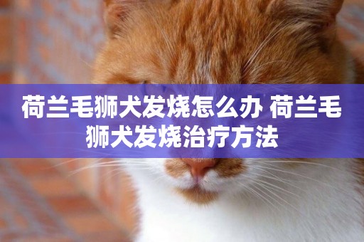 荷蘭毛獅犬發燒怎么辦 荷蘭毛獅犬發燒治療方法