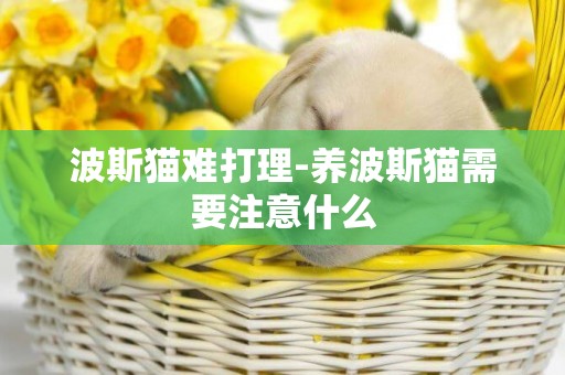 波斯貓難打理-養波斯貓需要注意什么