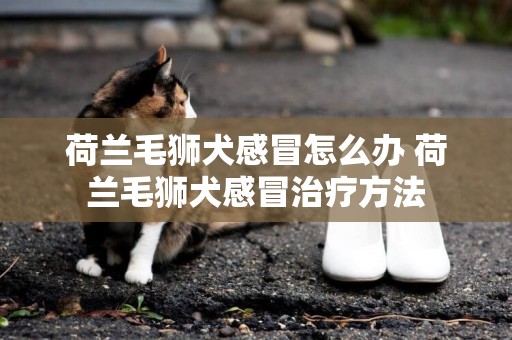 荷蘭毛獅犬感冒怎么辦 荷蘭毛獅犬感冒治療方法