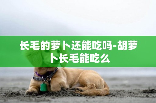 長毛的蘿卜還能吃嗎-胡蘿卜長毛能吃么