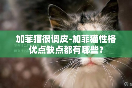 加菲貓很調皮-加菲貓性格優點缺點都有哪些？