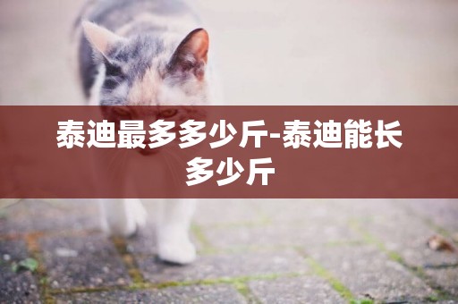 泰迪最多多少斤-泰迪能長多少斤