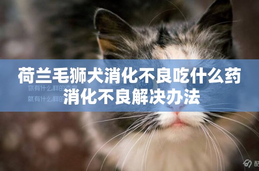 荷蘭毛獅犬消化不良吃什么藥 消化不良解決辦法