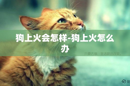 狗上火會怎樣-狗上火怎么辦