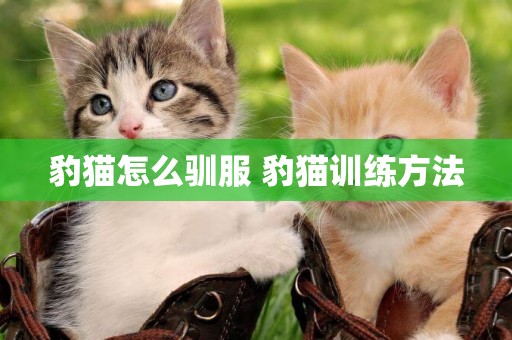 豹貓怎么馴服 豹貓訓練方法