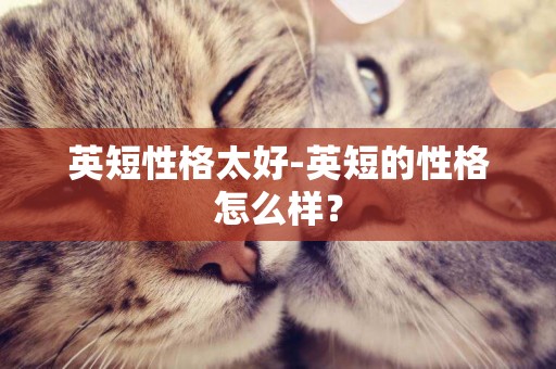 英短性格太好-英短的性格怎么樣？