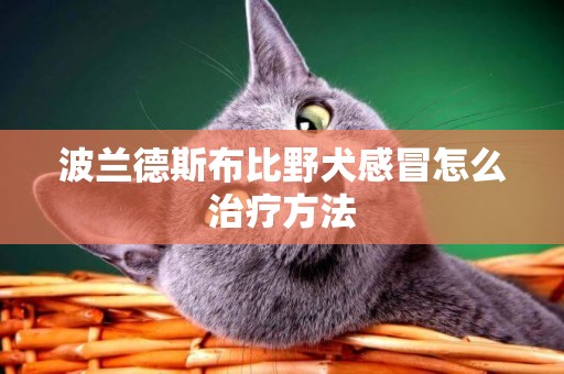 波蘭德斯布比野犬感冒怎么治療方法