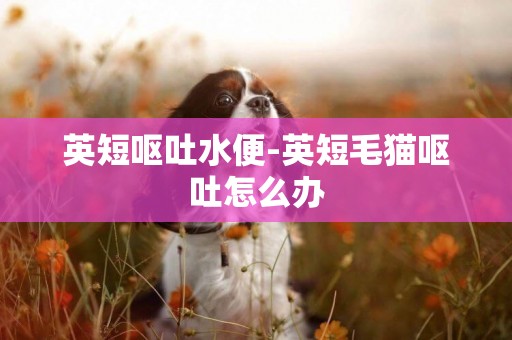 英短嘔吐水便-英短毛貓嘔吐怎么辦