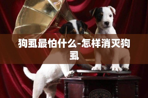 狗虱最怕什么-怎樣消滅狗虱