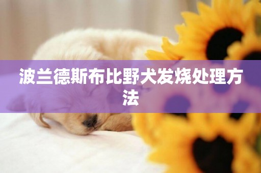 波蘭德斯布比野犬發燒處理方法