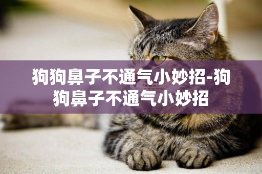 狗狗鼻子不通氣小妙招-狗狗鼻子不通氣小妙招