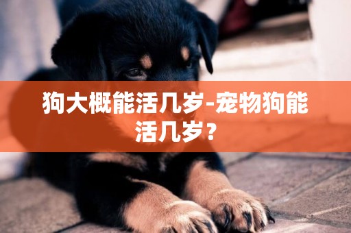 狗大概能活幾歲-寵物狗能活幾歲？